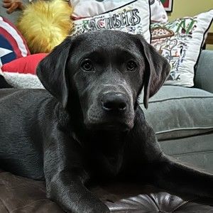 Meet your Posher, Timothy